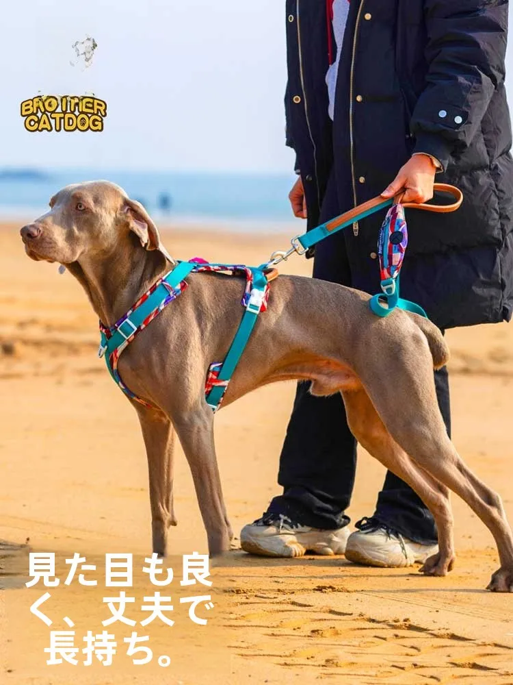 犬のお散歩グッズをコスパ良く揃える方法｜通気性・保温性を重視した選び方の完全ガイド