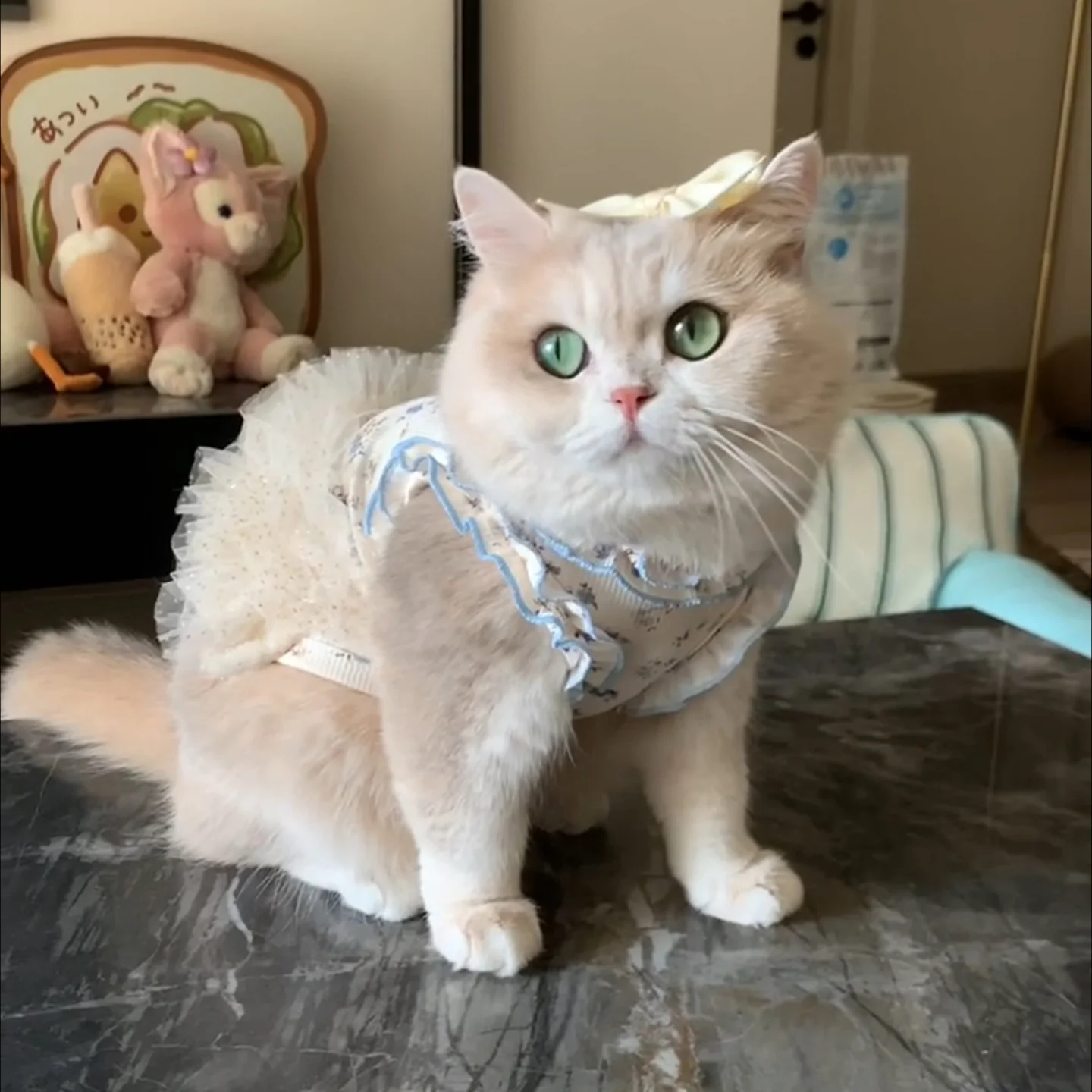 猫用の服を選ぶときに迷うのは、本当に「猫T」なのか？