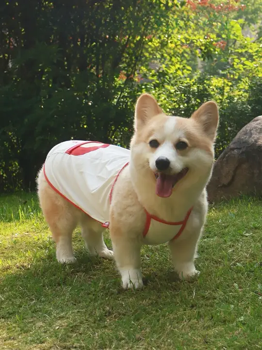 犬用冷却ベスト【春夏用・柴犬・コーギー・抜け毛防止・紫外線対策】（セットアップ対応）