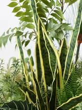 人工観葉植物 フラワーアレンジメント 商業ショーウィンドウ 展示台 花々 景観商品 撮影 ディスプレイ 苔 ソフトインテリア 景観