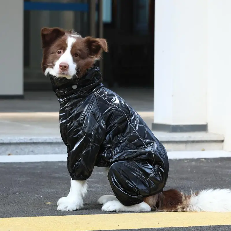犬の散歩に着せるべきジャケットは？秋冬の寒さを乗り越える、実際の使い心地を語る