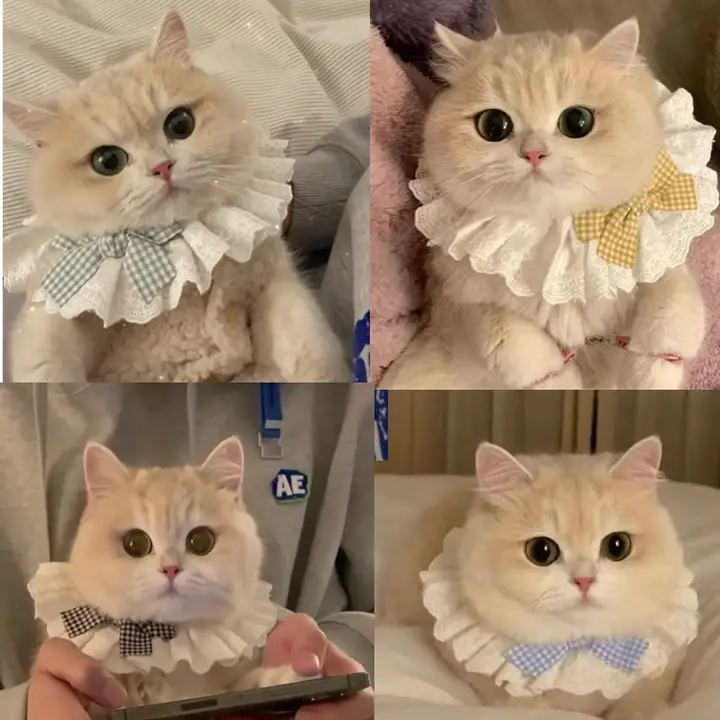 猫用プリンセスカラー【レース・リボン付き・おしゃれなしっぽ用首輪】