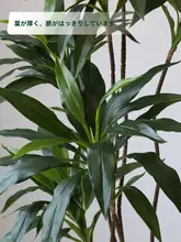 リアルな緑植の高級感ある偽木と小葉のヴェルヴェット室内用観葉植物【リビングや置物に最適】