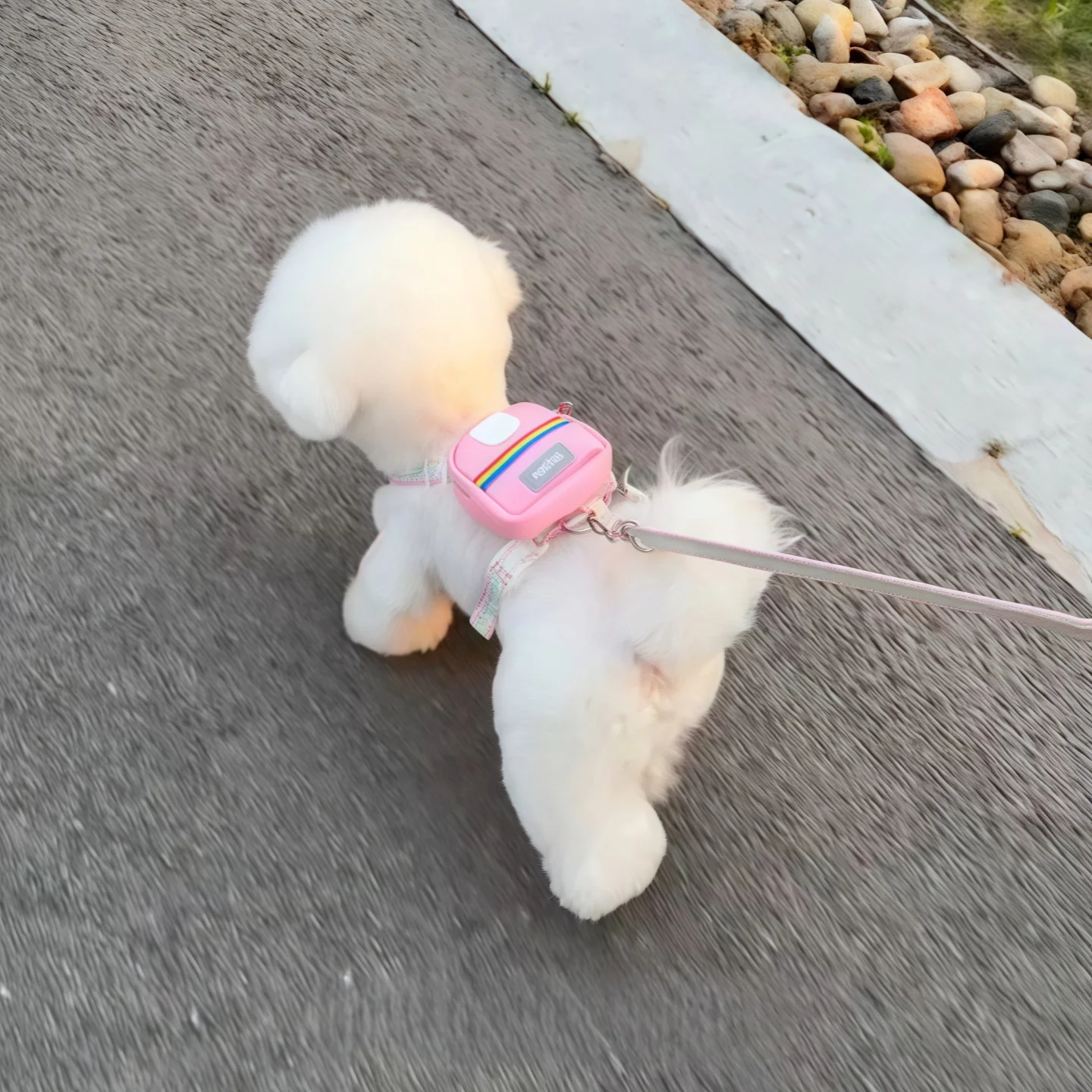 中小型犬用背心式ハーネス付きリード：防脱出設計と多様なサイズ対応