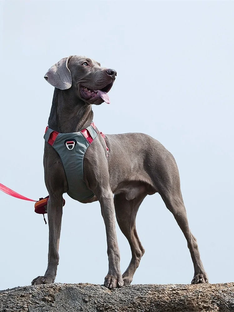 犬のお散歩グッズをコスパ良く揃える方法｜引っ張り防止ハーネスの選び方と実用性徹底解説