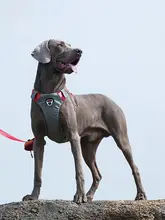 犬用ハーネス【アウトドア・引っ張り防止・ペット用リード付き】