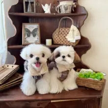 英国風 厚手ペットシープボアベスト【保温・猫・犬・マルチーズ用】