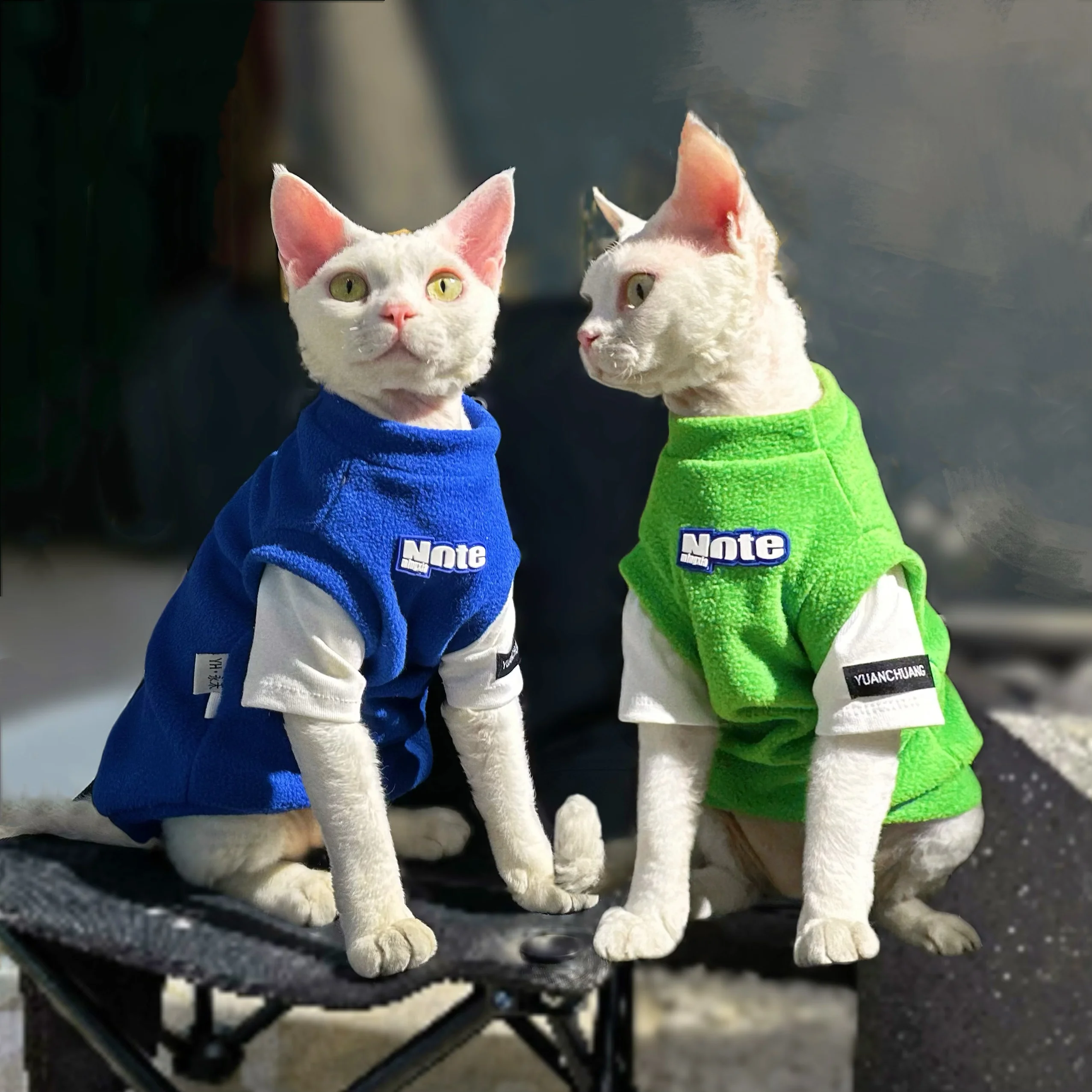 猫のファッション おすすめ5選：季節や性格に合わせた着こなしの実践ノウハウ