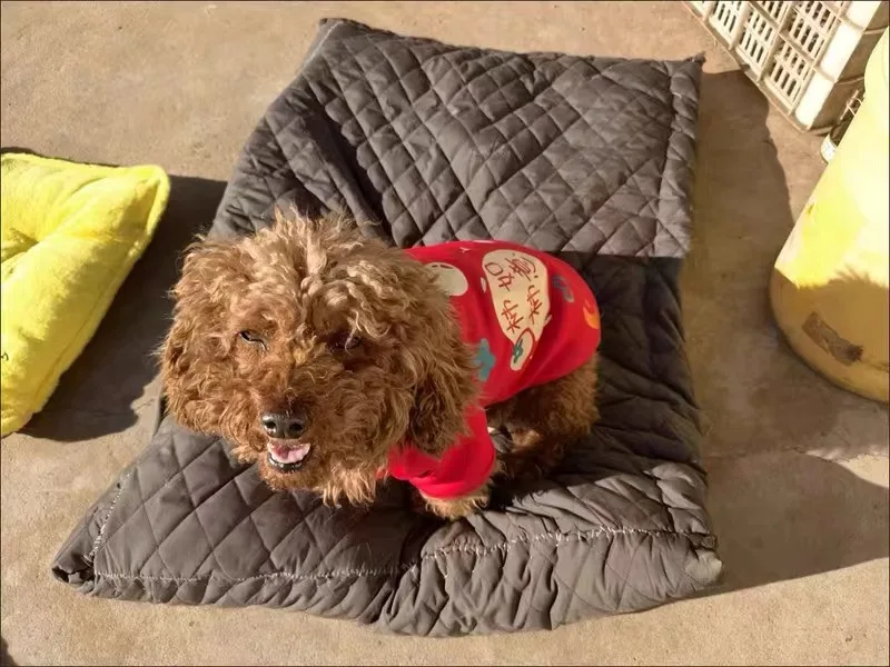 犬のクリスマスプレゼントにどんな服がおすすめ？人気の「お正月服」が実は冬の季節に最適な理由