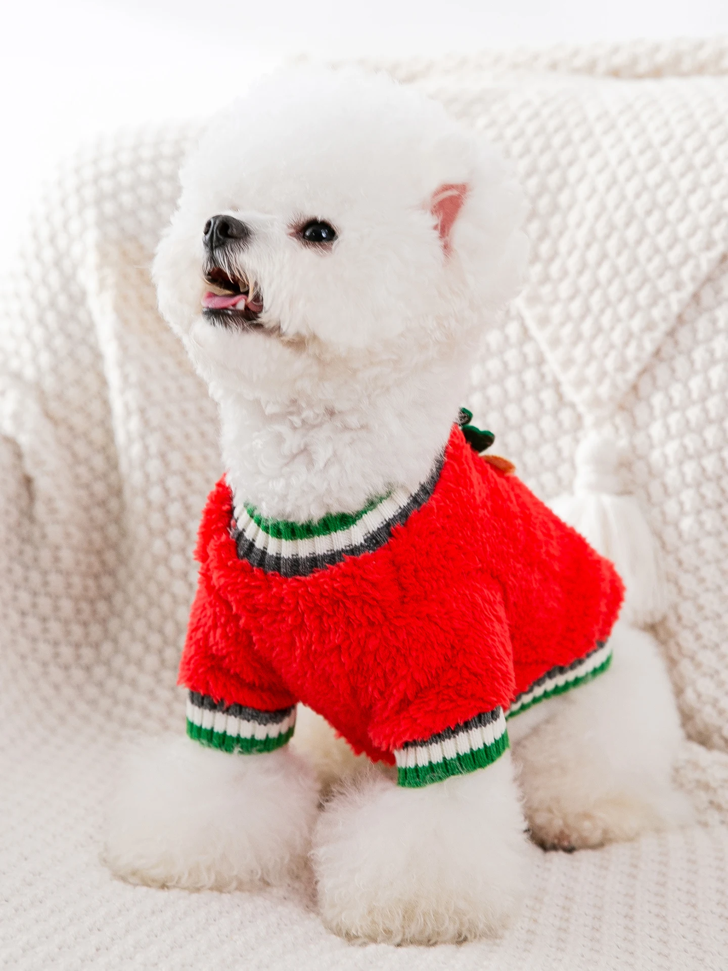 シュナウザーの冬用コート｜hipidog ビション・テディ・シュナウザー向けクリスマスプレゼント