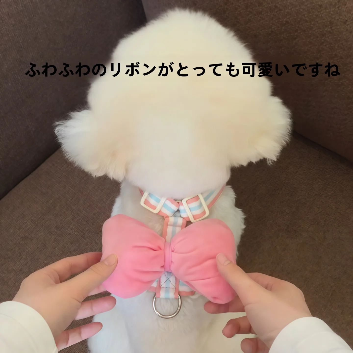 小型犬の引っ張りを防ぐためのハーネスは、本当に「抜けない」のか？