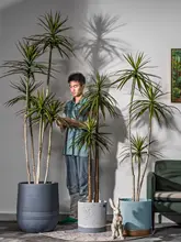 大型リアルな植物 アガベ ドラセナ 偽樹 リビング 鉢植え 装飾品
