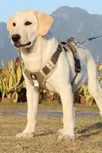 調節可能な中型・大型犬用ハーネス付きリード【ゴールデンレトリバー・ラブラドール対応】