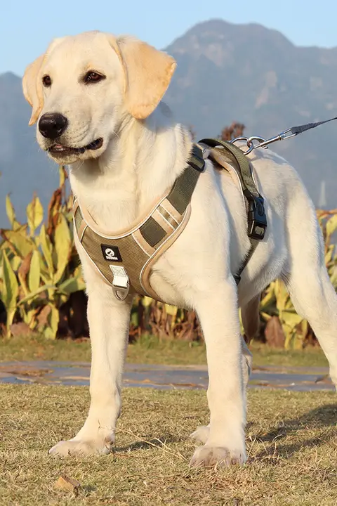 調節可能な中型・大型犬用ハーネス付きリード【ゴールデンレトリバー・ラブラドール対応】