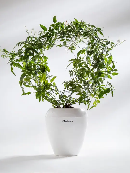 自吸水仕様の大口径植木鉢【樹脂製・多肉植物や観葉植物用】
