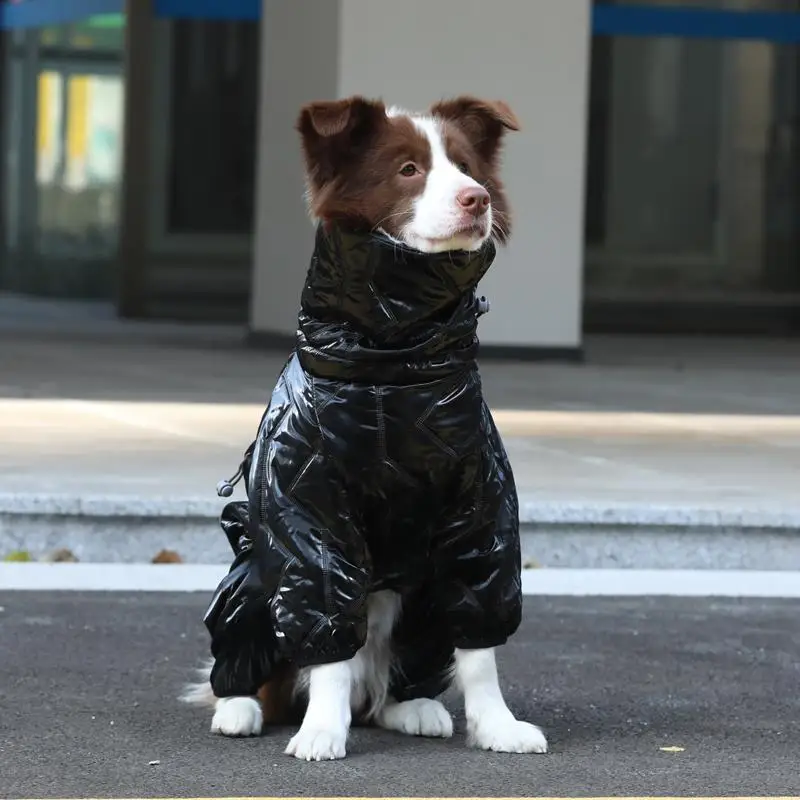 犬の散歩に着せるべきジャケットは？秋冬の寒さを乗り越える、実際の使い心地を語る