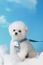hipidog 小型犬用ハーネス付きリード【テディベア・ビションフリーゼ対応】