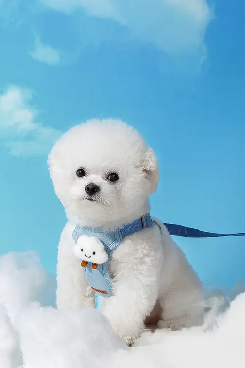 hipidog 小型犬用ハーネス付きリード【テディベア・ビションフリーゼ対応】