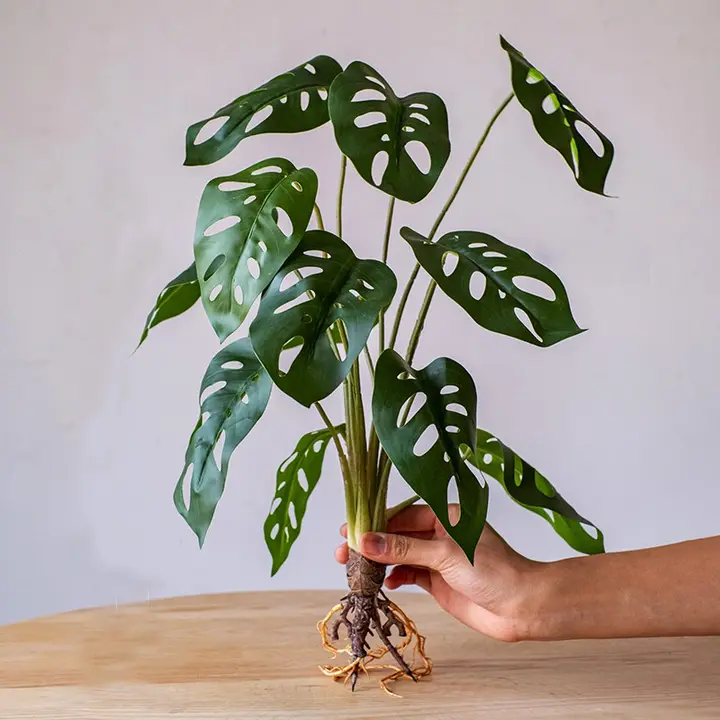 アートフィモンステラ風ミニ観葉植物【卓上装飾用・北欧スタイル】