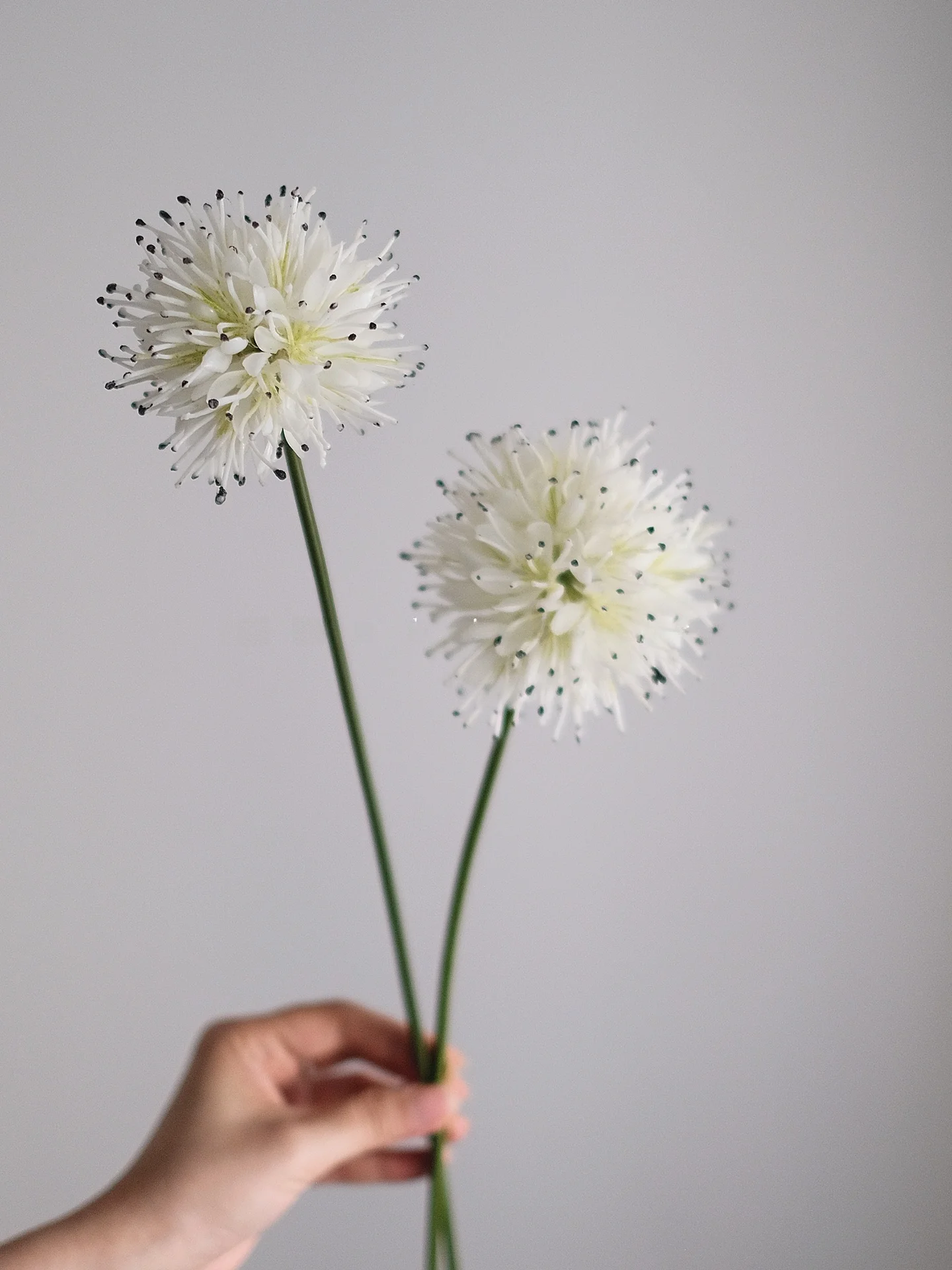 白いバケハに似た花を家に飾るなら、これが一番心地よい理由は？