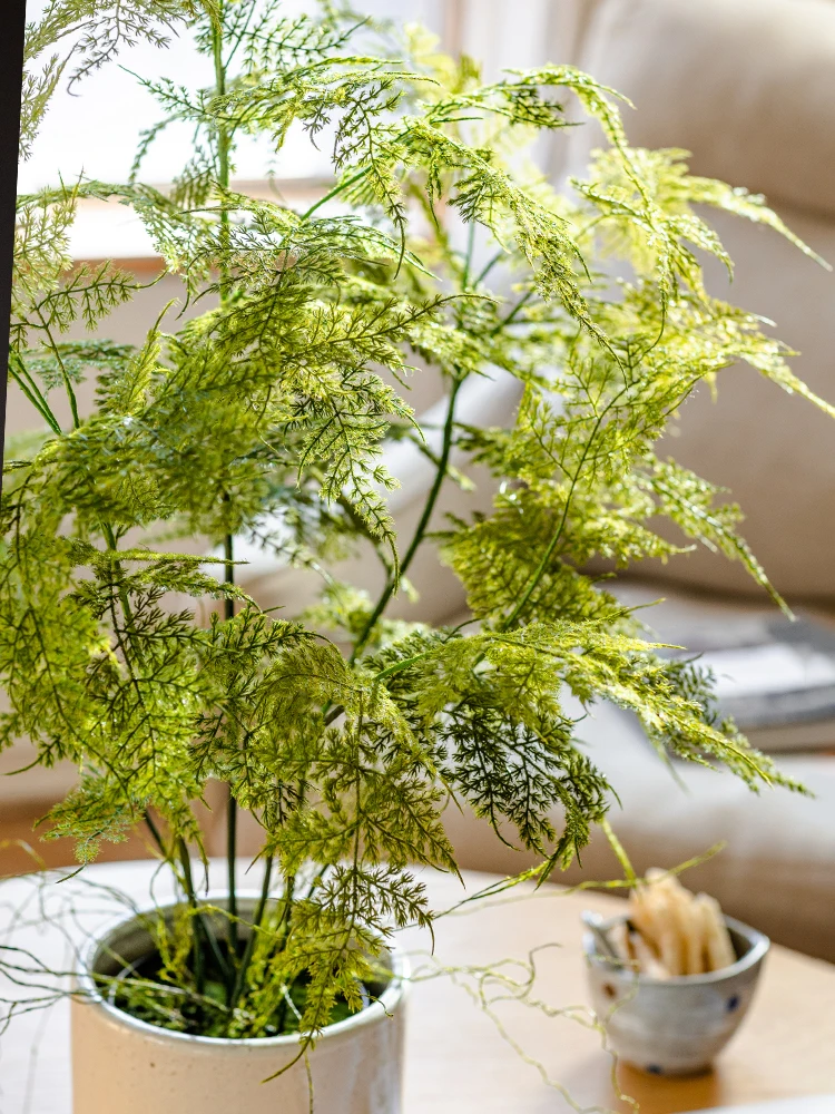 韓国インテリアを再現｜カフェ風部屋の作り方　文竹盆景の選び方とレイアウトガイド
