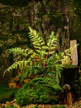 リアルなペルシャシダ植物の緑の葉【インテリアグリーン・装飾用】