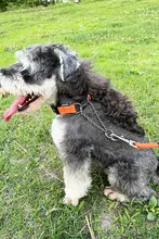 ZooLand 犬用首輪とリードセット【防爆・高弾力・大中小型犬対応】