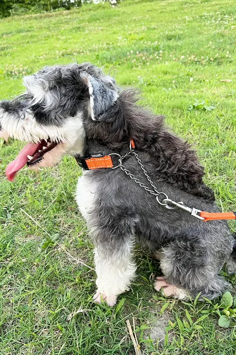 ZooLand 犬用首輪とリードセット【防爆・高弾力・大中小型犬対応】