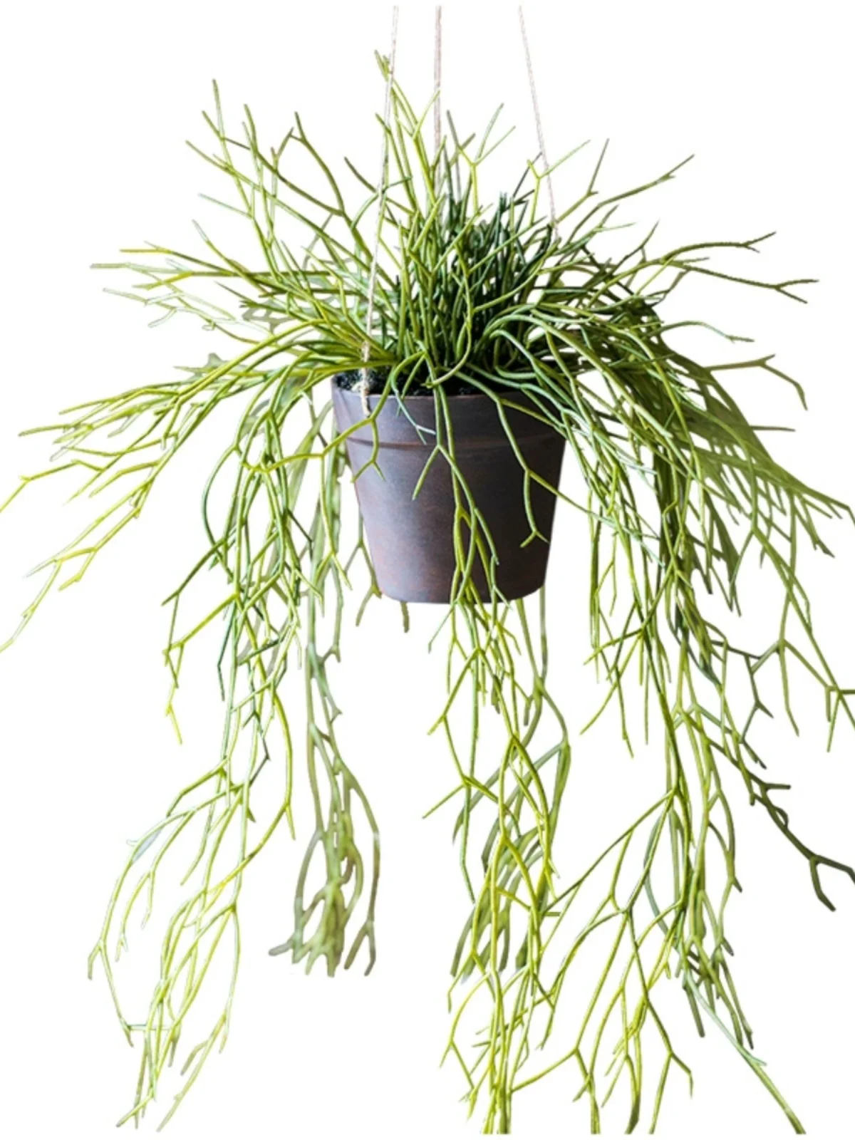 世話が 苦手な人でも育てやすい観葉植物は、これだ！