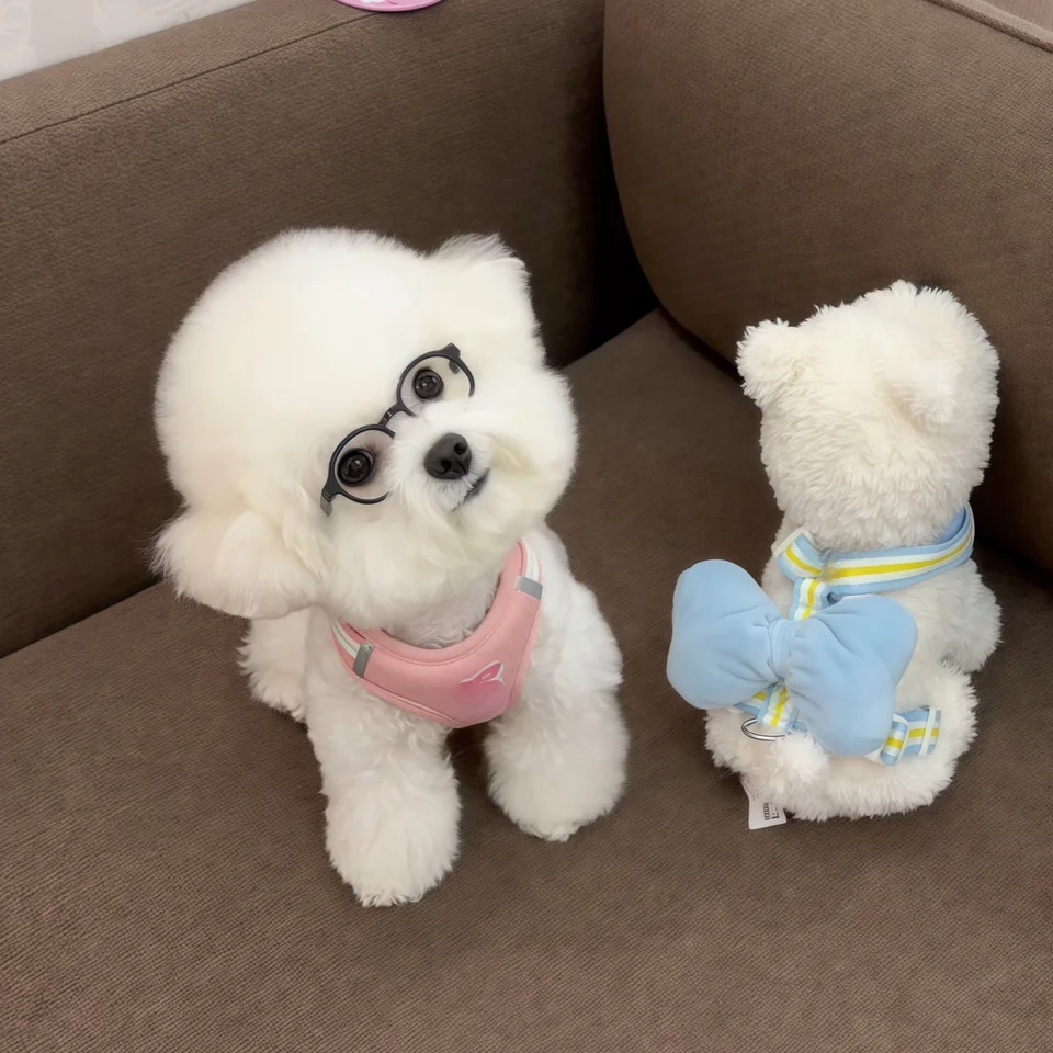 小型犬用ハーネス付きリード【脱走防止・猫用・お出かけ用】
