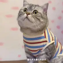 春秋用の薄手猫服【ストライプデザイン・抜け毛防止・コットン素材】