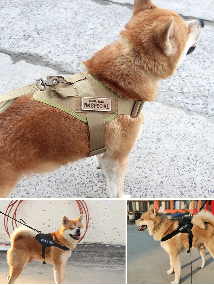 犬のお散歩グッズをコスパ良く揃える方法｜実測でわかるストレス軽減の秘訣