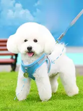 小型犬用ハーネスリード【幼犬用・引っ張り防止・パッド付き・トイプードル/Bichon Frise対応】