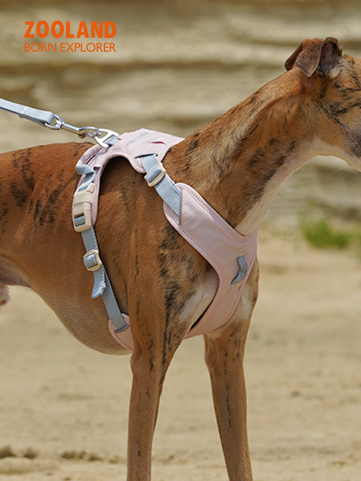 犬のお散歩グッズをコスパ良く揃える方法｜首を締めない工字型ハーネスリードの実測ガイド