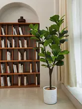 インテリアにも最適な大きな観葉植物【フィ・北欧風・室内装飾用】