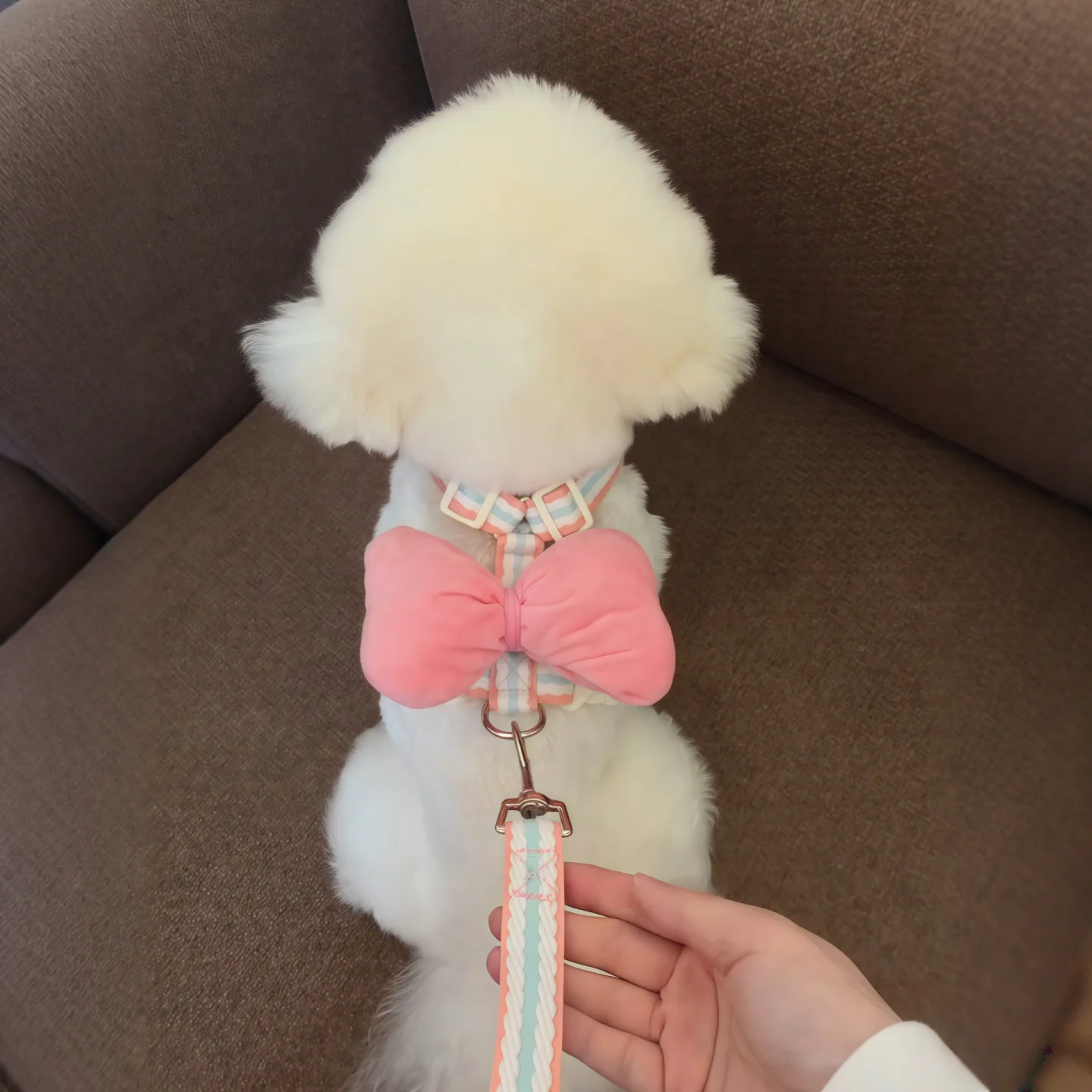 犬のハーネスが抜けないためのベストな選び方は？厳選3選