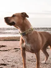 小型犬用のペット用首輪とリード【柴犬・コーギー・フレンチブルドッグ対応】