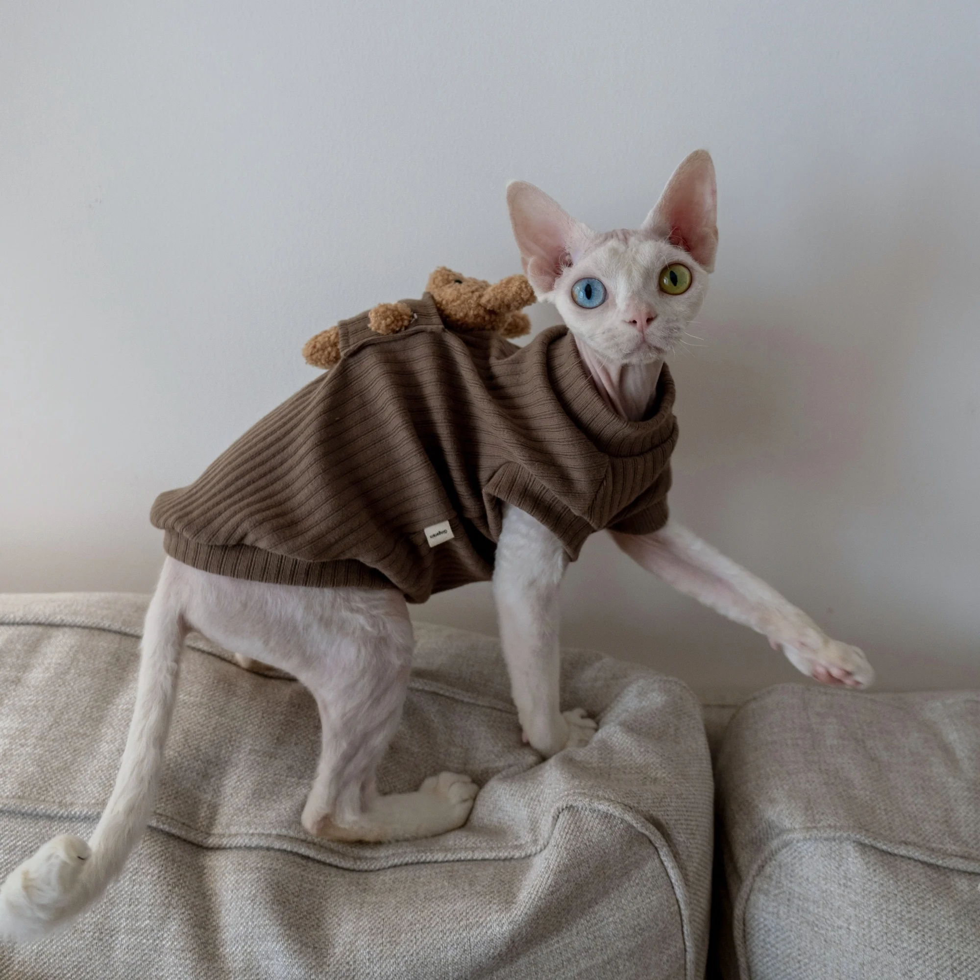 猫飼いが買ってよかったもの・悪かったもの正直に言う｜保温ベストの実測ガイド