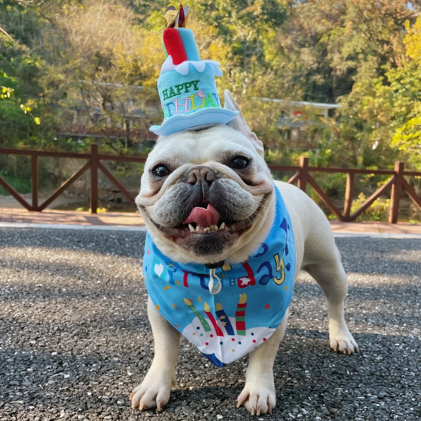 ペット用誕生日パーティーハット：口水巾付きで犬の誕生日を祝うシンプルな飾り