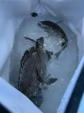 釣り用ソフトクーラー バッグ【保温・海釣り用・持ち運び便利】