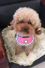 ペット用 おしゃれな防水スカーフ【小型犬・猫用・かわいいデザイン】