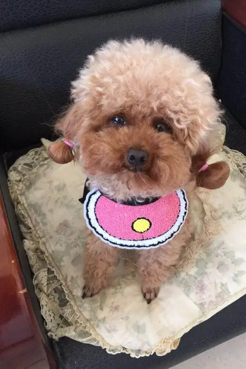 ペット用 おしゃれな防水スカーフ【小型犬・猫用・かわいいデザイン】