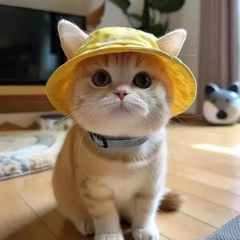 猫耳付きデザインキャップは、どんな場面で活躍するの？
