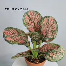 高級リアルグリーンプランツ 竹芋ミニ観葉植物【ホテル・インテリア装飾・自然な雰囲気】