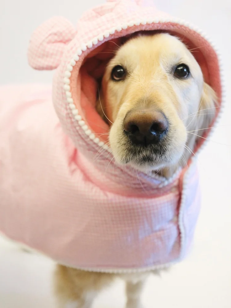 犬用防寒スリーブ：コーギー・テディ・ゴールデンレトリバー向けの秋冬対応アイテム