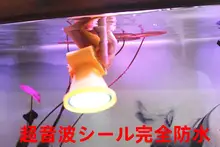 P90 橙色・白色LEDヘッドライト【防水・ダイビング・釣り用】