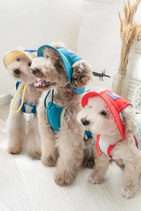 小型犬用 耳出し帽子＆防晒ベスト【涼感・アウトドア用】
