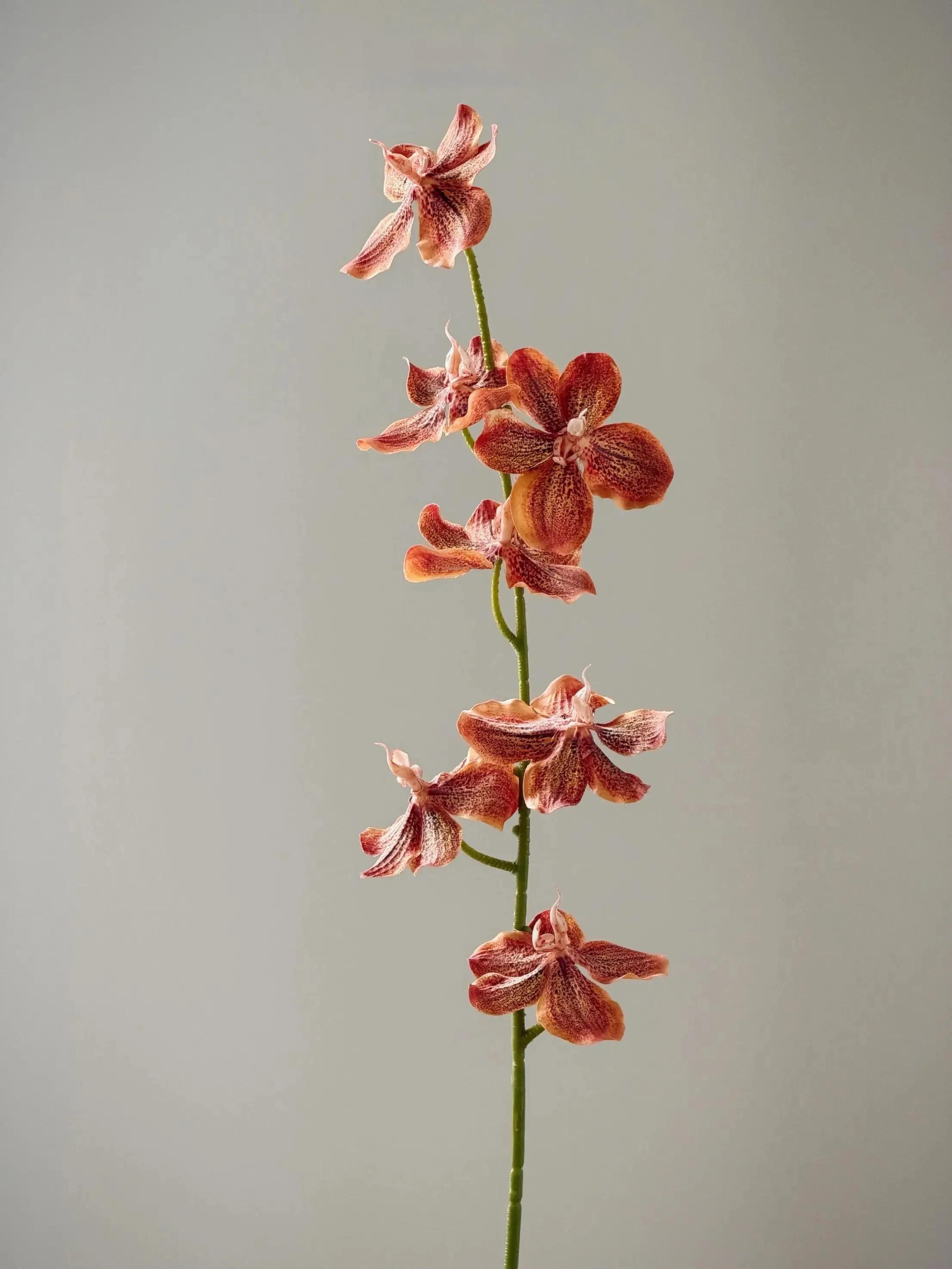 ハエトリグサの花言葉に似た、静かな美しさをもつ「高枝胡姫蘭」は、あなたのデスクにどんな存在になるの？