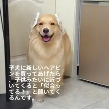 可愛いリボン付き犬用ヘアクリップ【金毛・トイプードル・耳飾り】