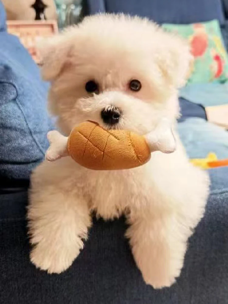 子供と暮らすとき、犬が噛むのは本当に安全なのか？